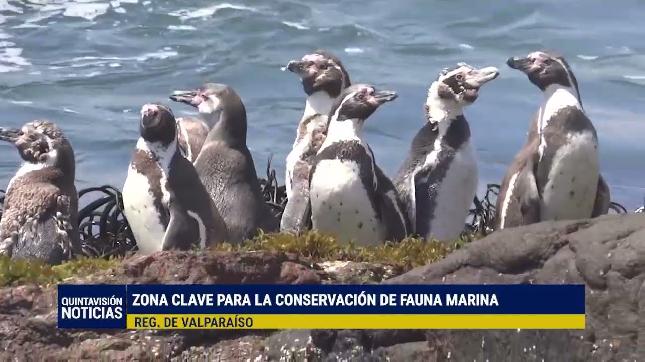 Sernapesca llamó a cuidar fauna marina protegida, como el pingüino de Humboldt, durante el verano