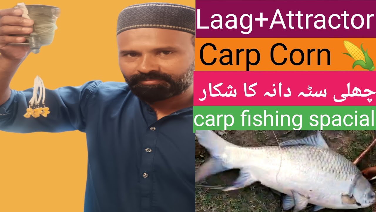 Pakistan river fishing|how to carp fishing with corn|چھلی سٹہ دانہ  م شکار کا طریقہ