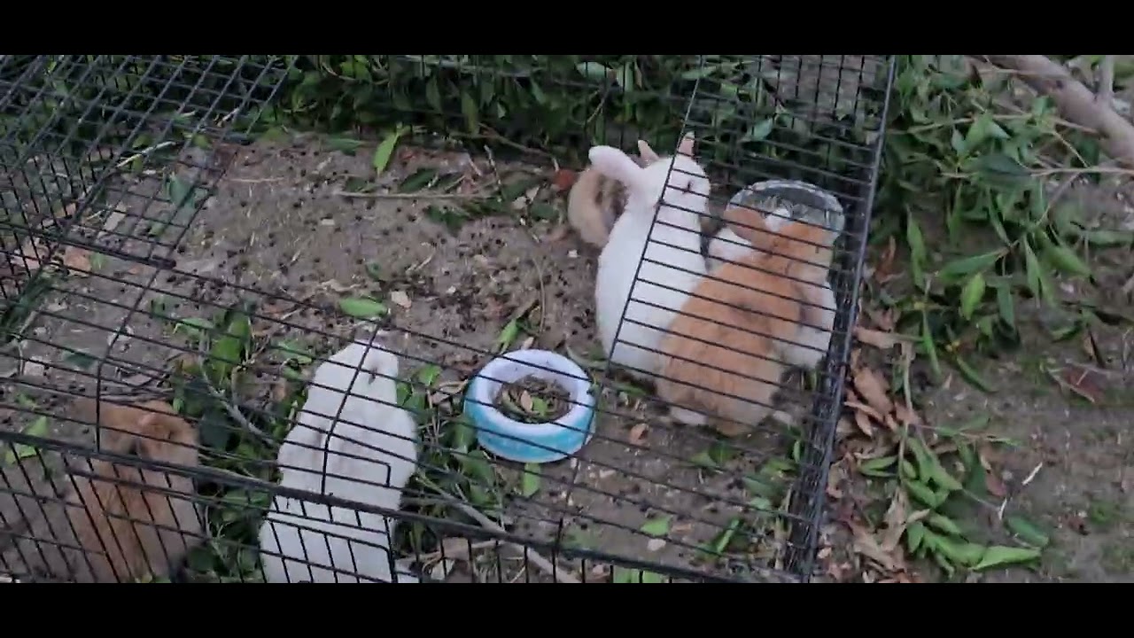 My bunnies eat all they long and sleep... cuteness overload #bunnies #rabbit #lovelypets #petstagram