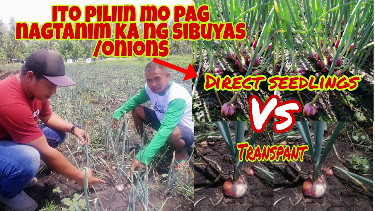 Saan mas Malaki ang kita sa pagtanim ng Sibuyas?Direct Seedlings or Transfer?
