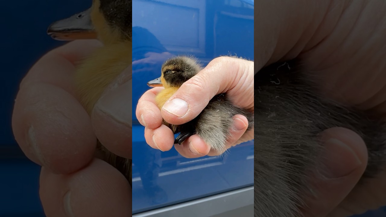 Hochdramatischer Tierrettungseinsatz #animalrescue #tierrettung