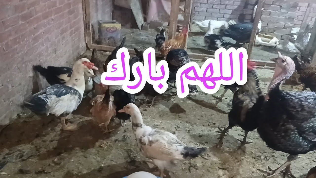 فرحت أوي بيها 🥳🥳🥳أهي دي هتجيب العيدية في العيد 😂🪿 ربنا يبارك لينا وليكم اللهم امين 