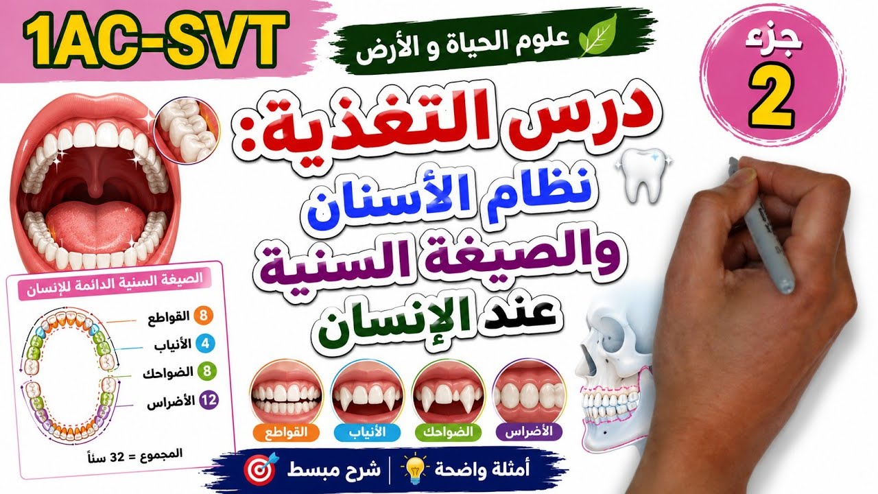 درس التغذية عند الإنسان و الحيوان:للأولى إعدادي الجزء2|la nutrition chez l'homme et l'animal 1AC SVT