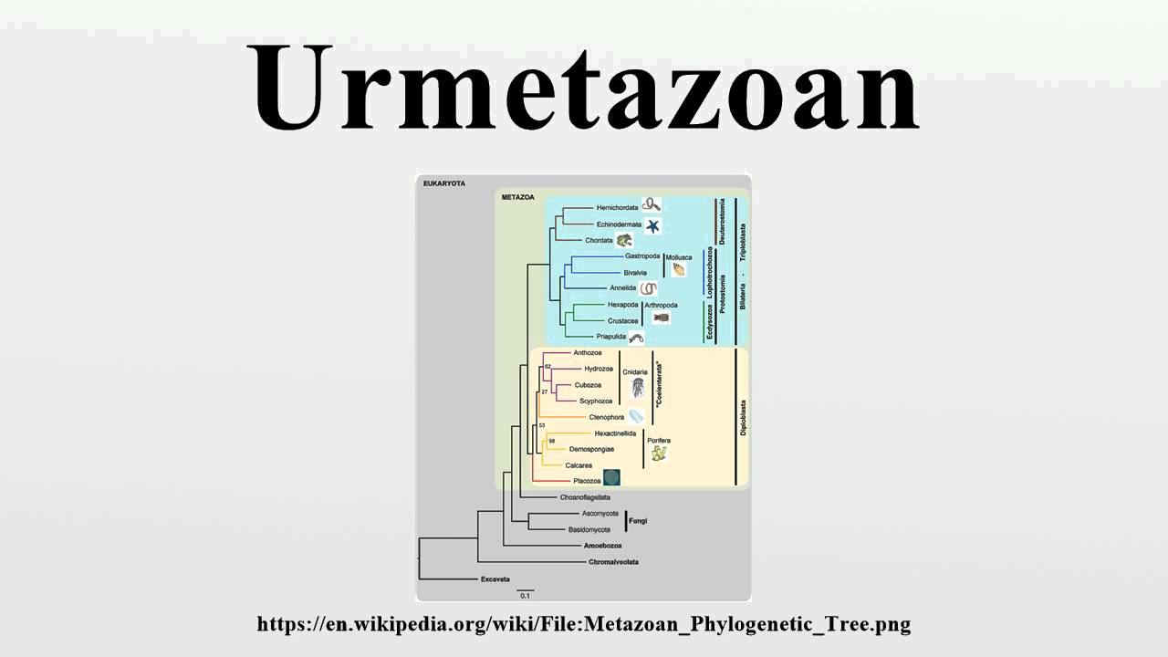 Urmetazoan