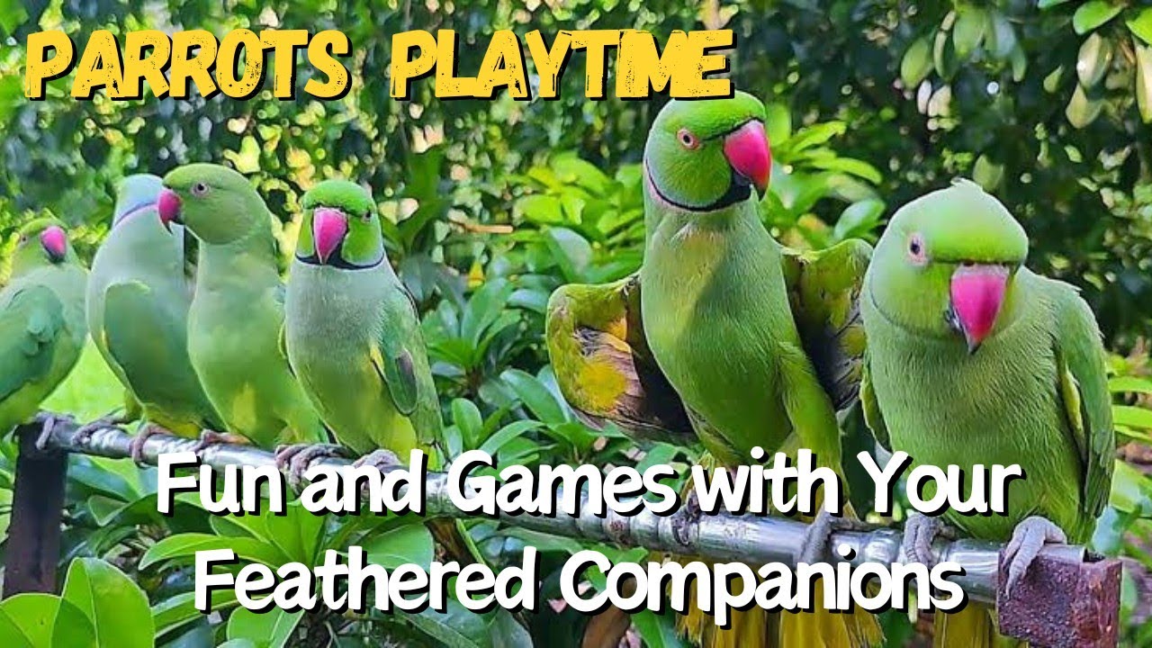 Parrots Playing in My Lawn | طوطے میرے گھر میں موج کرتے ھوئے | #parrot #birds #cornfood