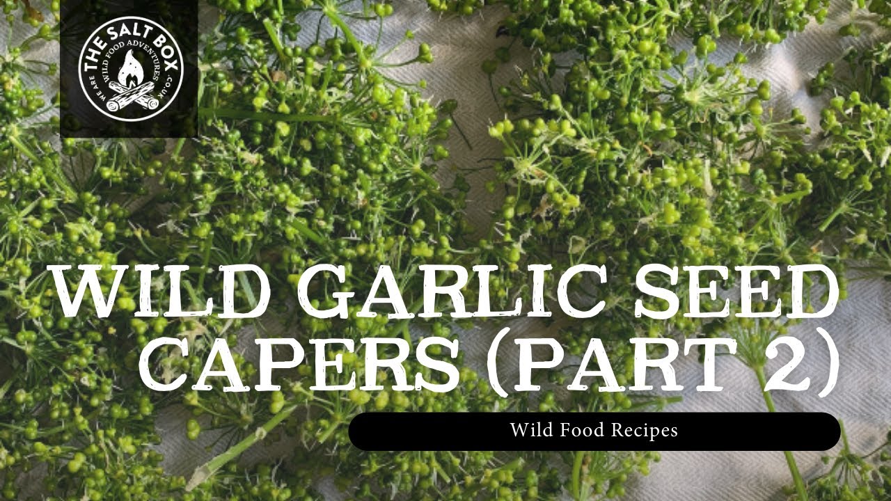Wild Garlic Seed Capers (Part 2)