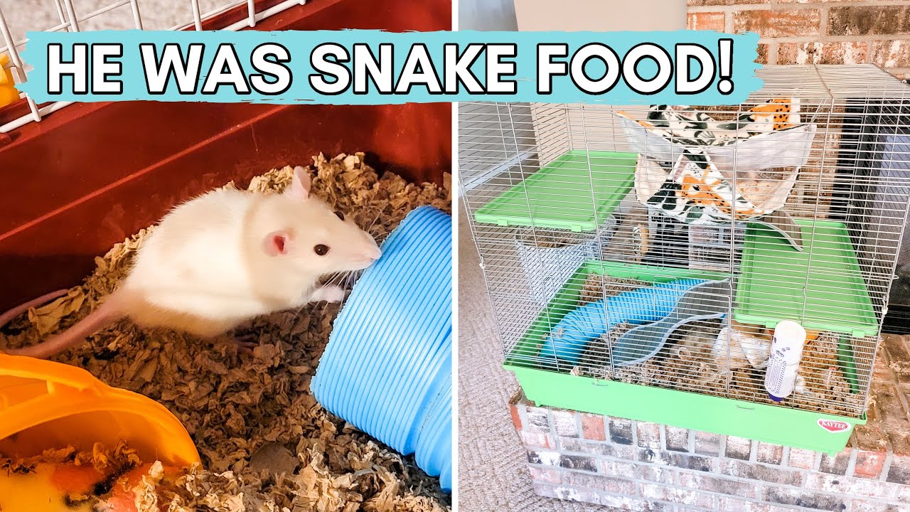 Adopting a Failed Feeder Rat! 🐭