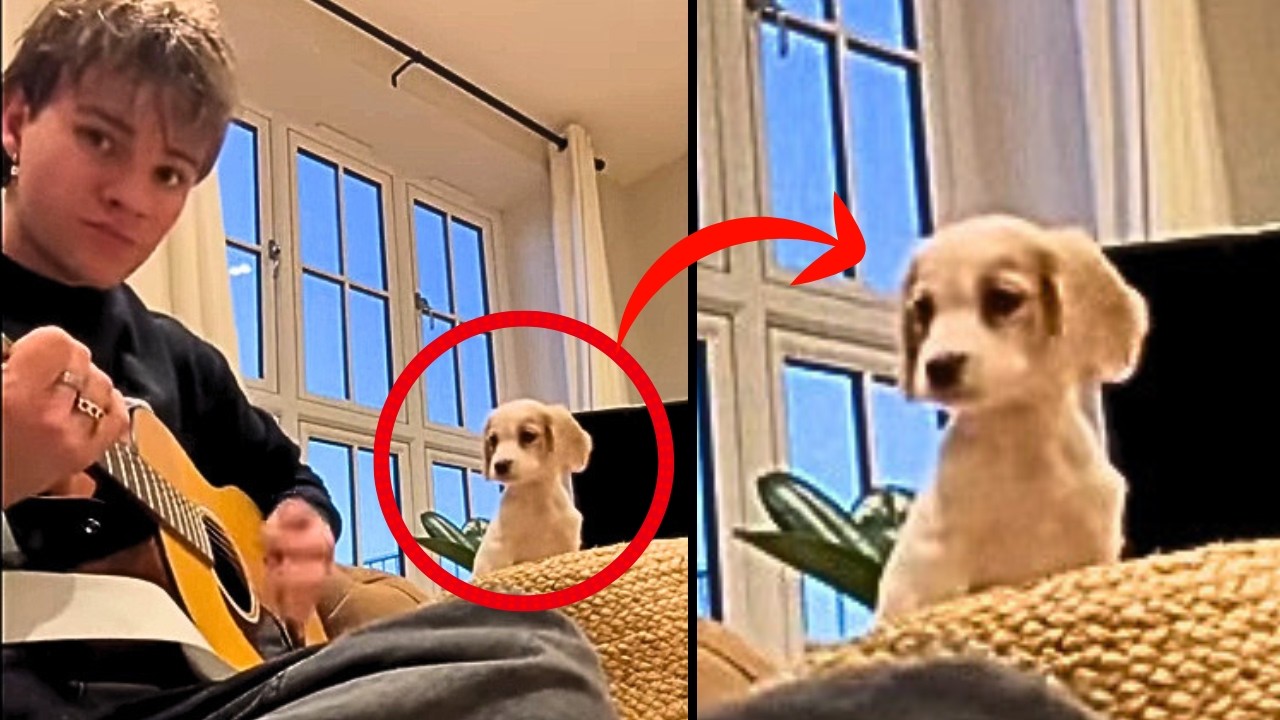 MOST ADORABLE Animals Reacting to Music