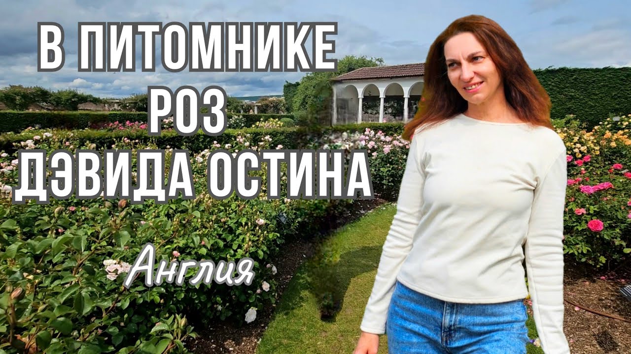 В гостях у роз: ПИТОМНИК РОЗ Дэвида Остина | Волшебный мир и мечта любого садовода