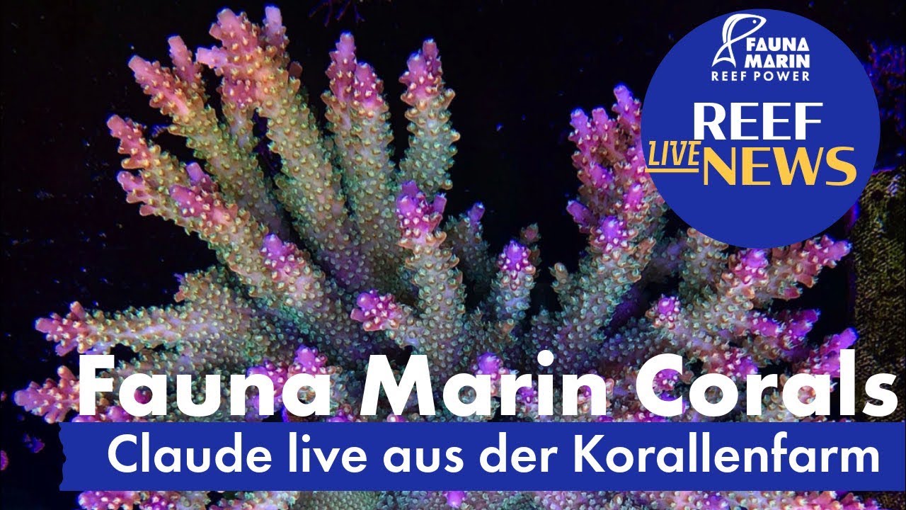 Fauna Marin Reef News Live.  Aktuelle News, neue Tiere,  korrekt und sparsam dosieren, Meersalz …