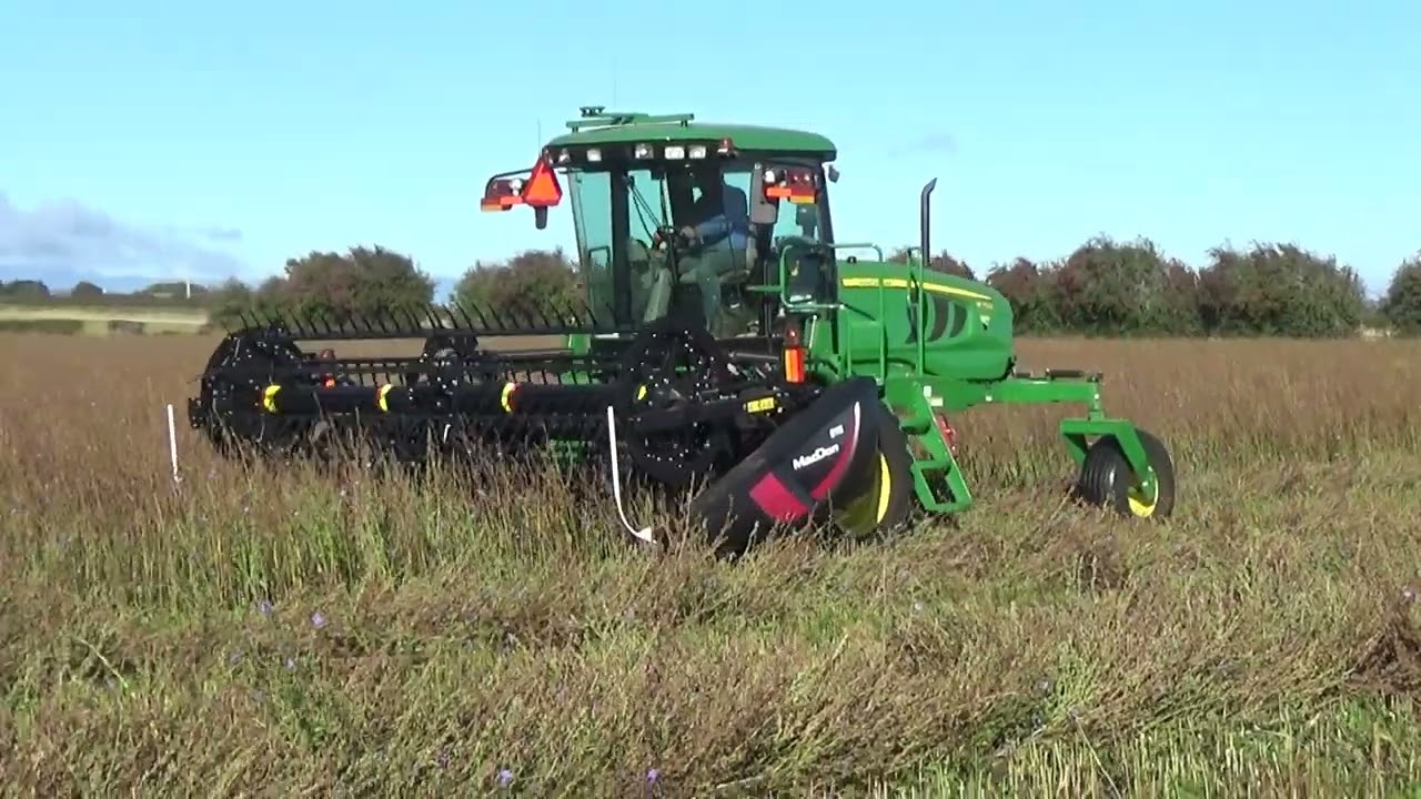 Whinburn Chicory Seed Windrowing 2026 Part 1