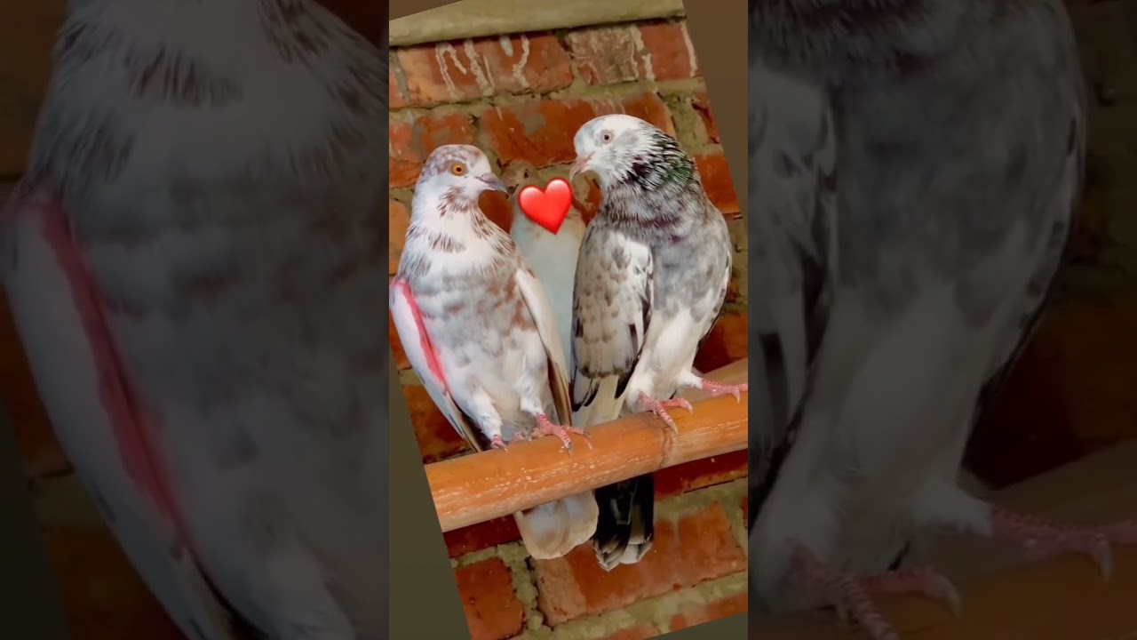Pigeon Racing Time ❤️&zwj;🔥😵 #shorts #pigeonbreeding #pigeonslovers #pigeonracing #pigeonshortvideo