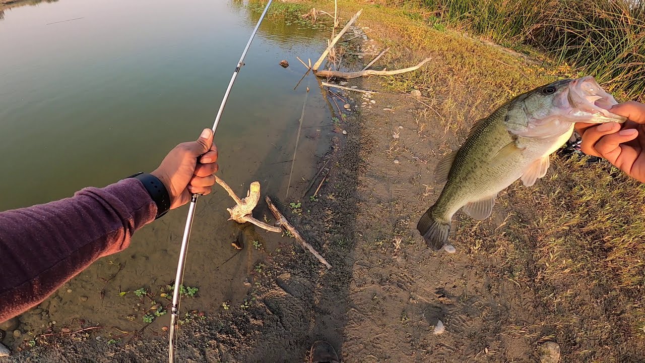 Fresno H Pond Bass Fishing