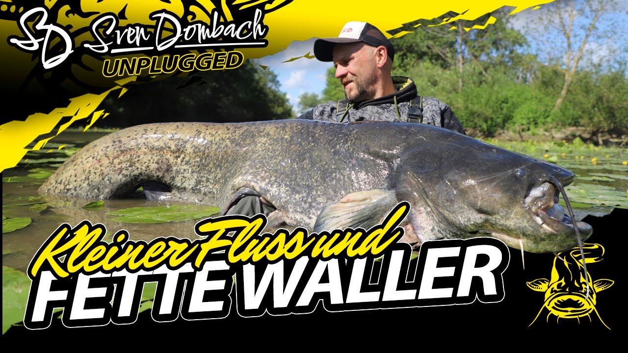 Wallerangeln | KLEINER FLUSS und FETTE WALLER! | Abspannen mit Deadfloat