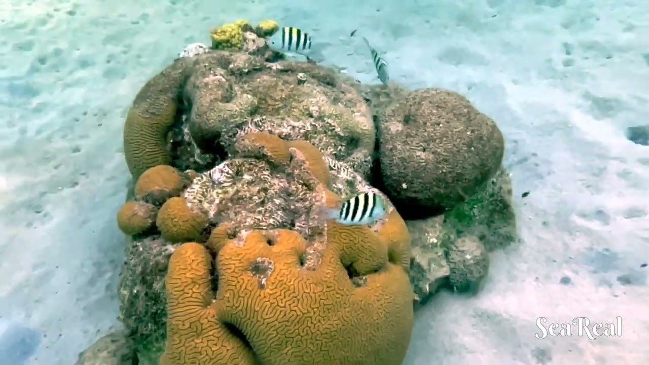 Afternoon Snorkeling