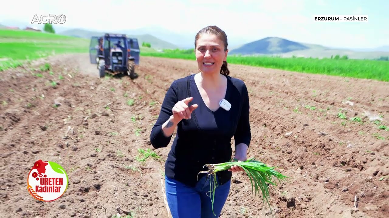 Erzurum Pasinler’de Mor Patates Üretimi! 3 Kat Daha Verimli / Üreten Kadınlar