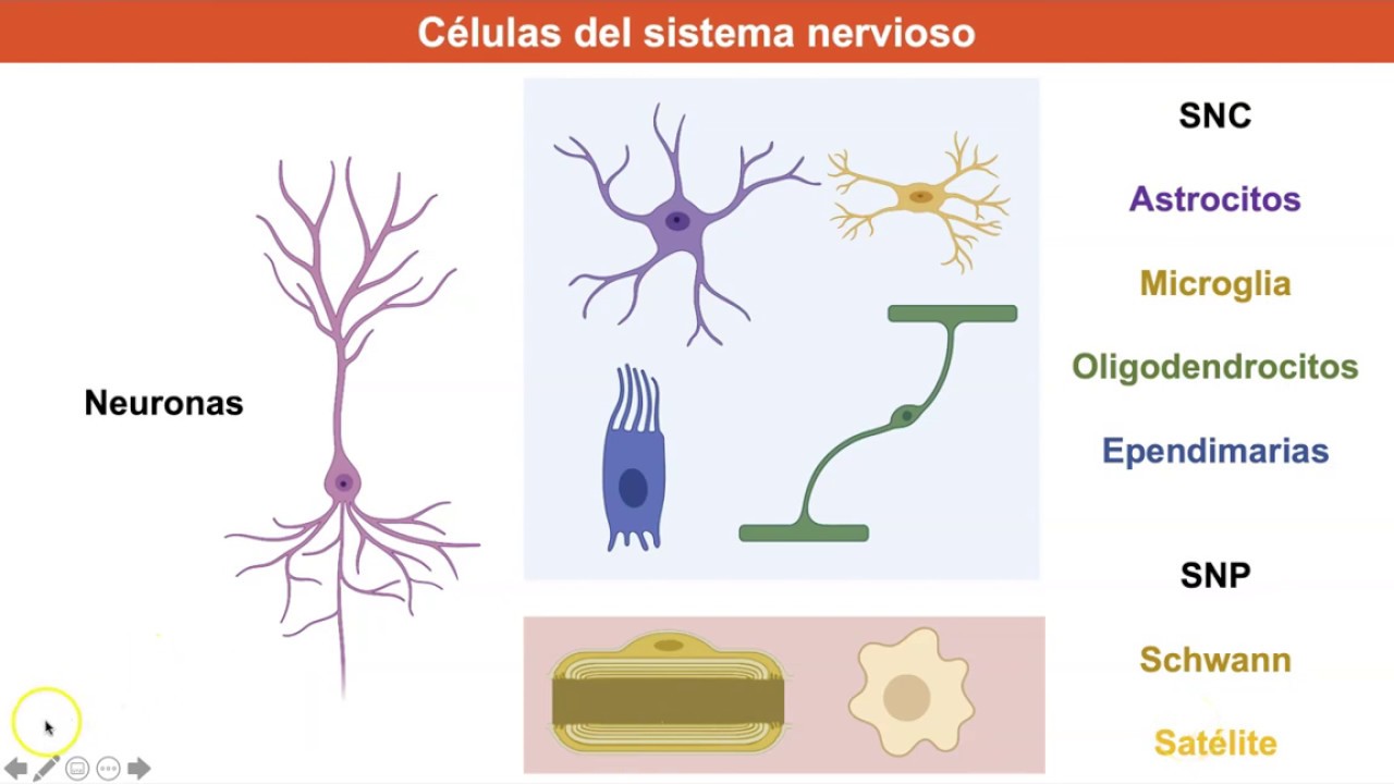 Tema 0. Neurohistología I. Las neuronas
