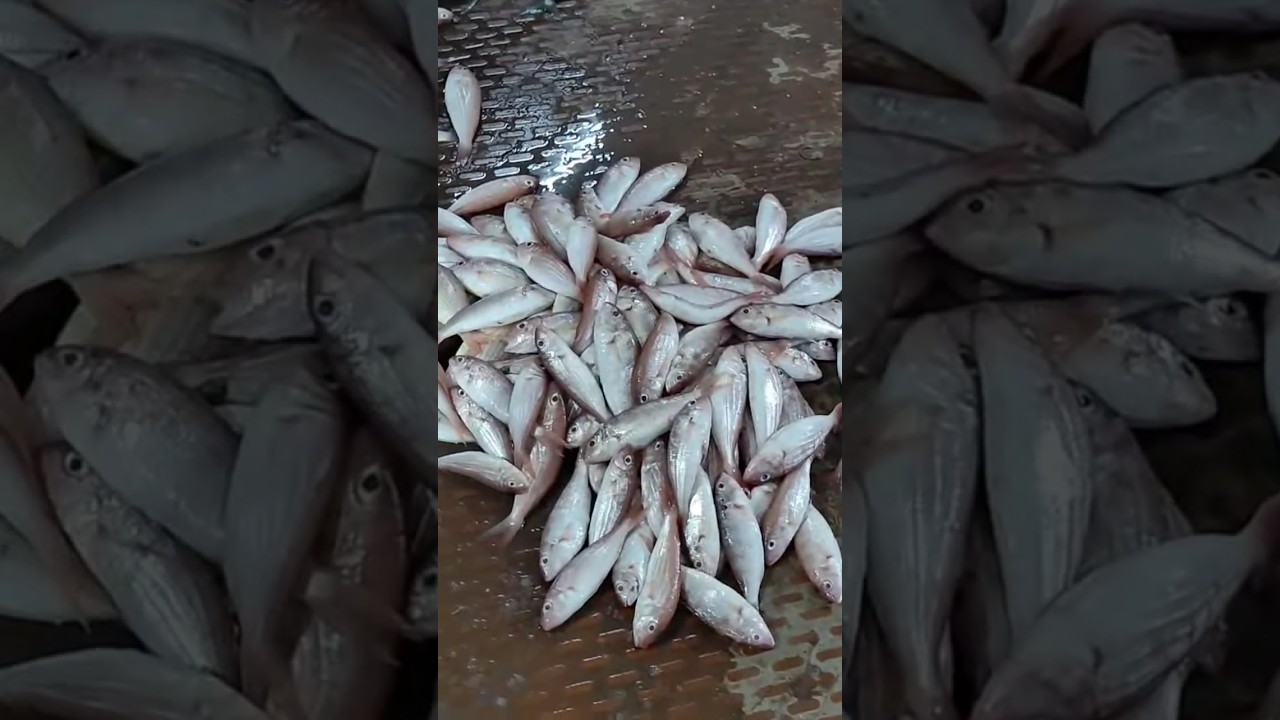Pondicherry Harbour Fish market vlog Tamil #pondicherry #harbour #fish#fishmarket #food#cooking#vlog