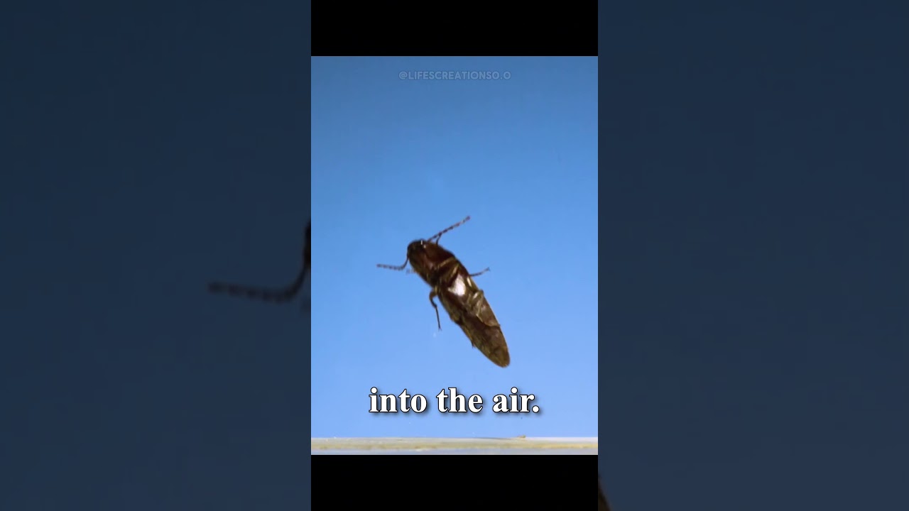Click Beetles: The Spring-Loaded Jumpers of Nature