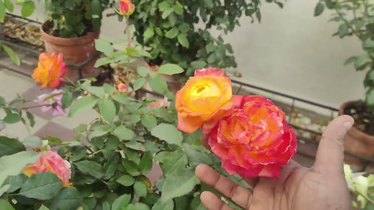 After Root Treatment. Feeding In your Rose Plant