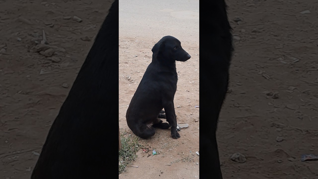 Kallu Boss 