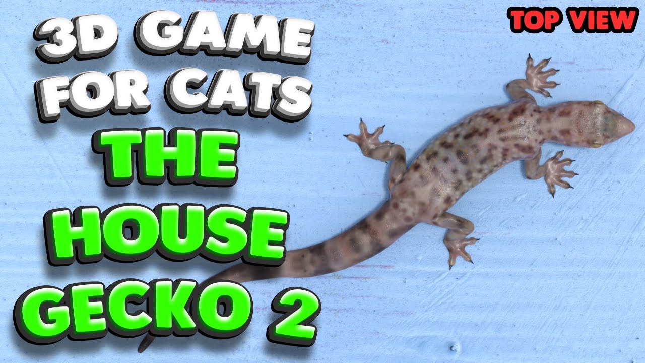 3D game for cats | The house gecko 2 (top view) | 4K, 60 fps, stereo sound