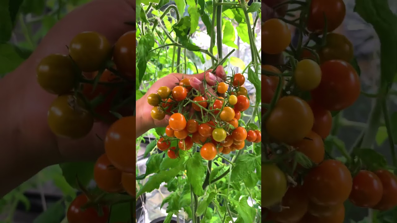 We&rsquo;ve turned our basement into a local food garden&mdash;it really doesn&rsquo;t get more local than that!