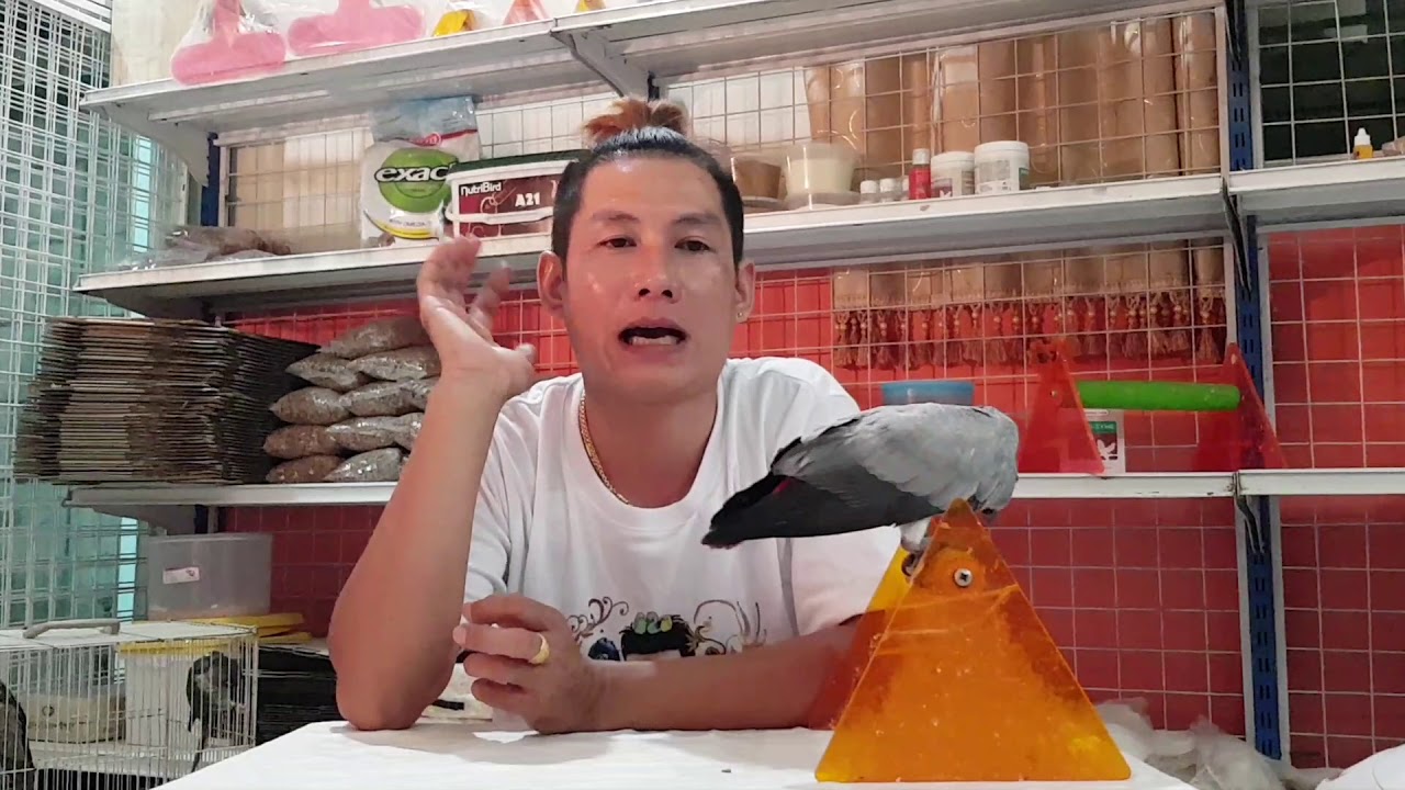 ฝึกนกเพื่อปล่อยบินอิสระ ตอนที่ 1