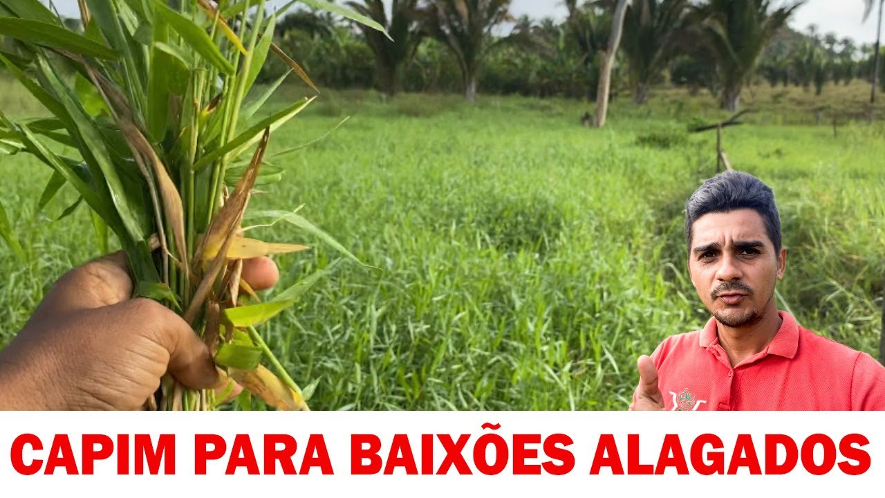 Capins para baixões alagados - Canarana e Tangola - Veja como estão esses capins aqui na Chácara