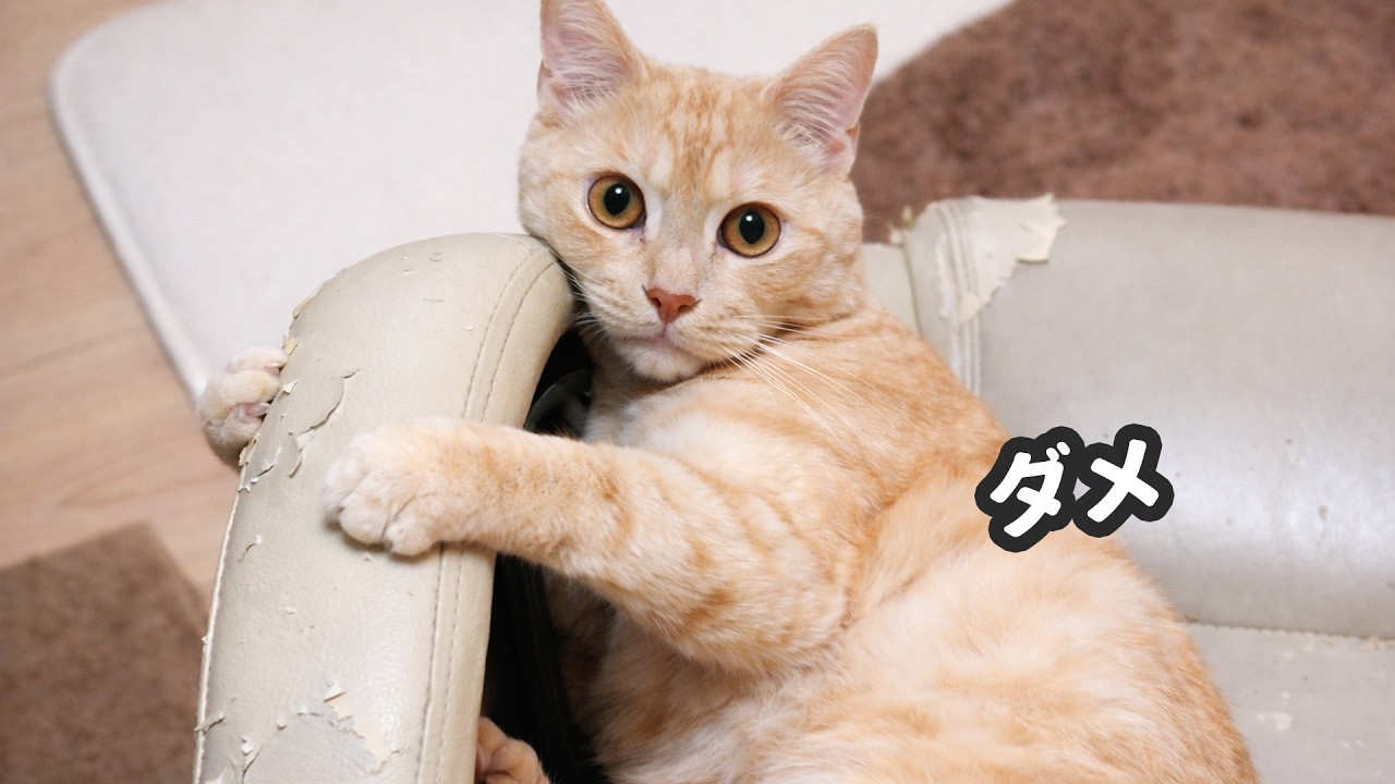 捨てられる椅子を必死で止める猫