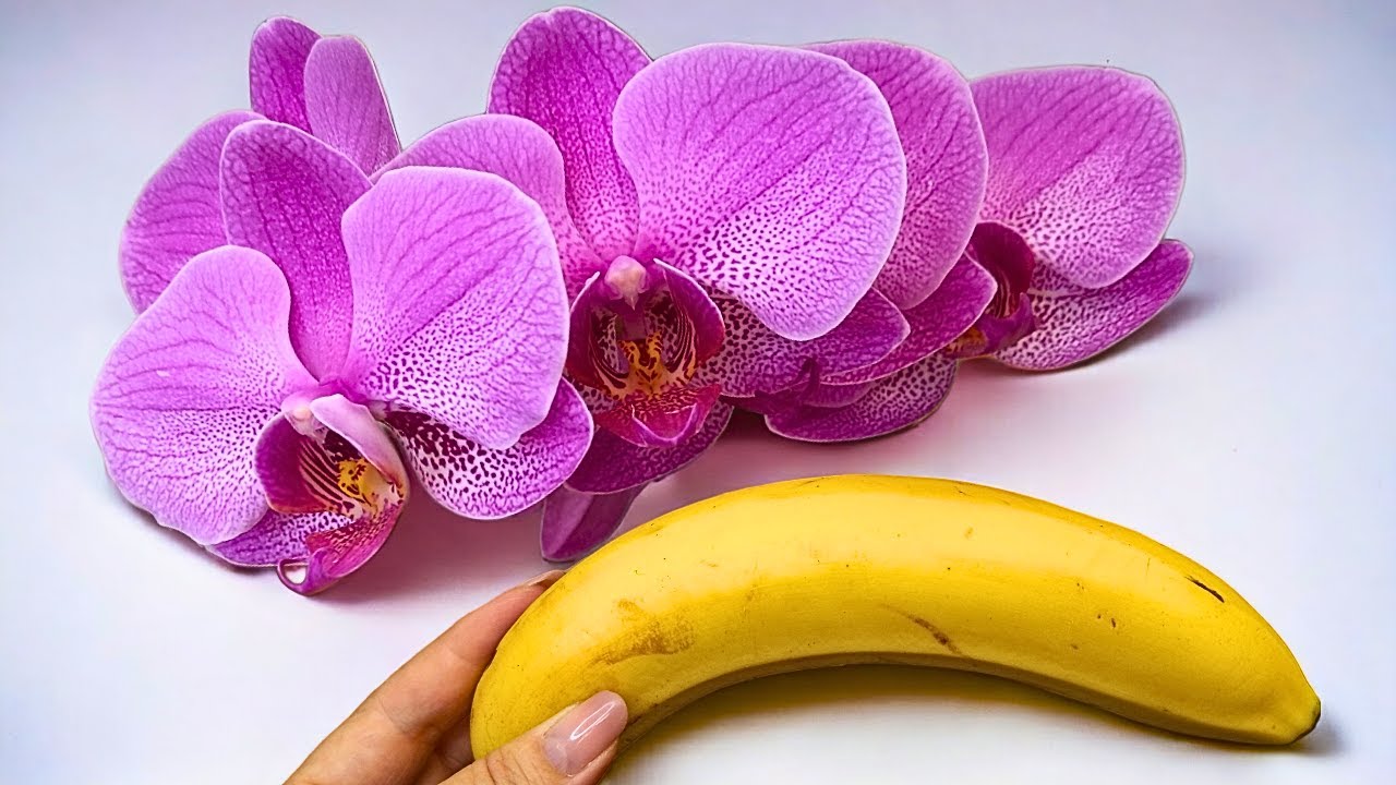 🔥🍌 Machen Sie das mit Ihrer Orchidee und sie wird wie verrückt blühen.