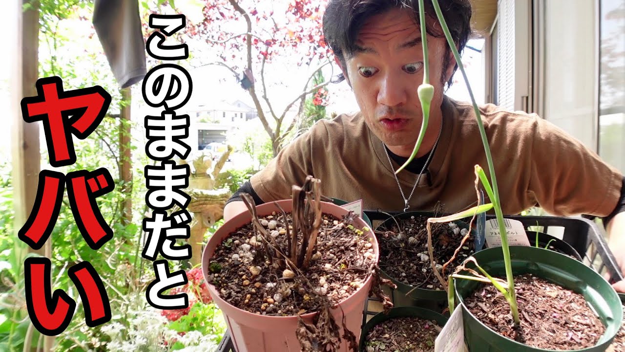 【腐る前に】球根植物は枯れたらこうしましょう　　　【園芸超人カーメン君】