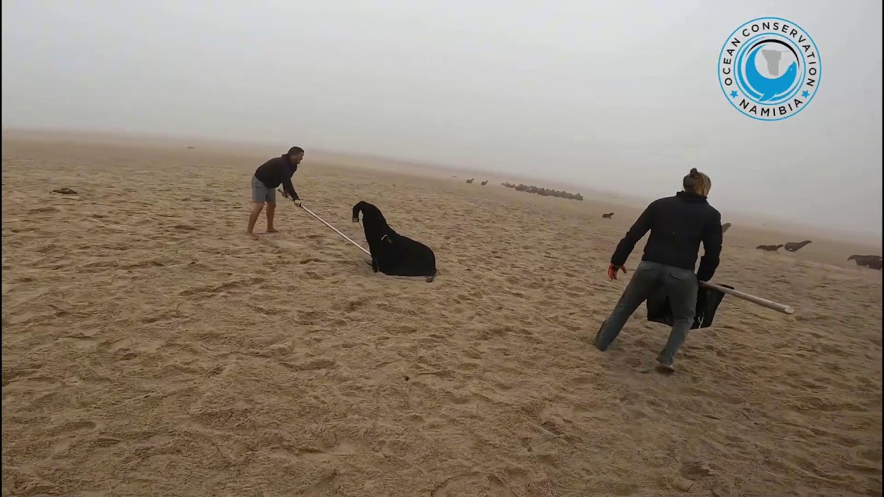 OCN Seal Rescues Stream
