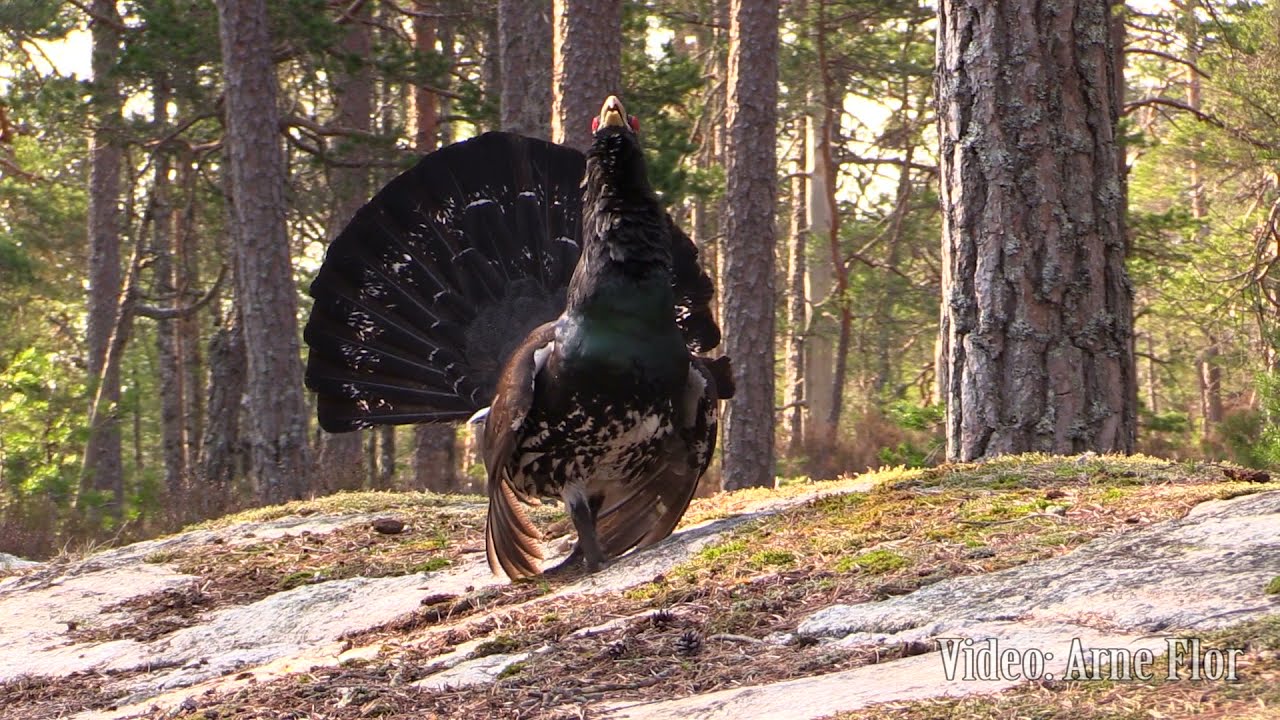 Capercaillie fight April 18th
