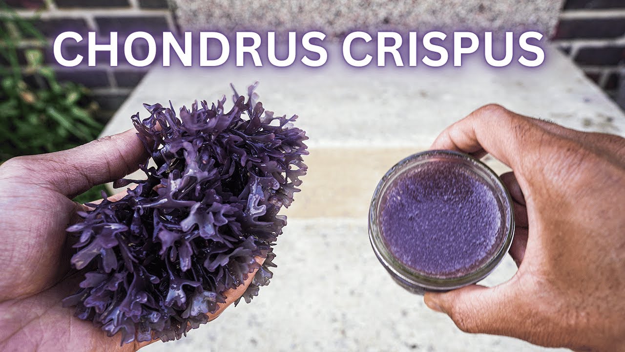 Sea Moss Gel: Easy Recipe & Why I Don’t Take It Every Day