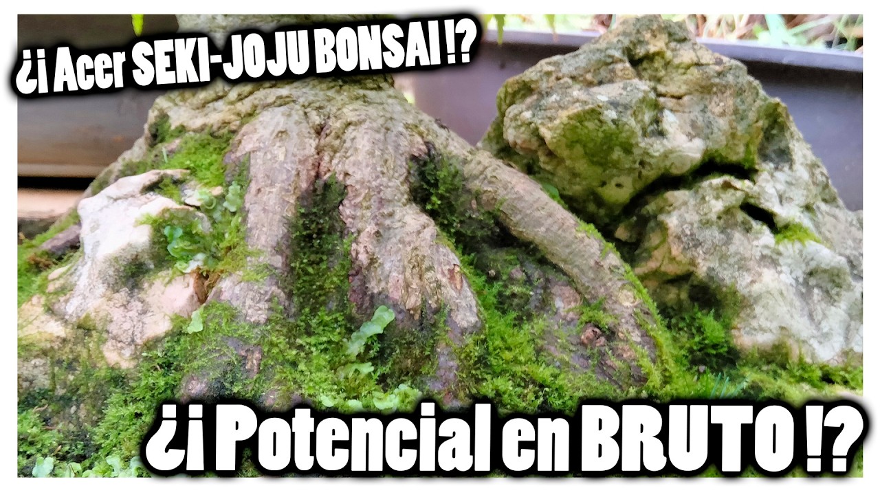 😲 Acer palmatum sobre roca!¿😨? ¡Un estilo que me encanta!