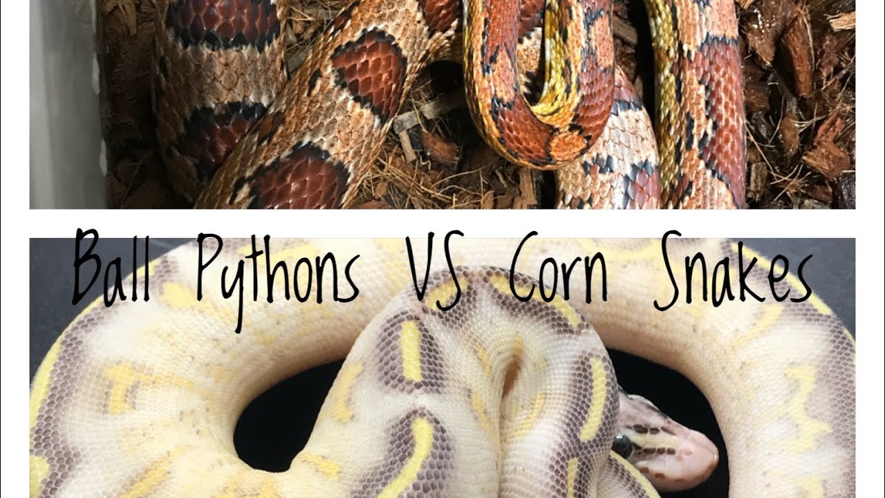 Ball Pythons vs Corn Snakes - The Best First Pet Snake?