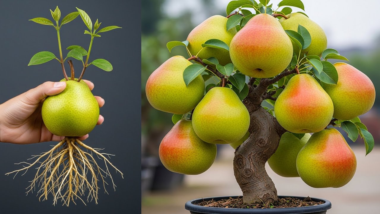 🍐How To Grow Pear Tree From Pear Fruit For Beginners : Easy and Simple!