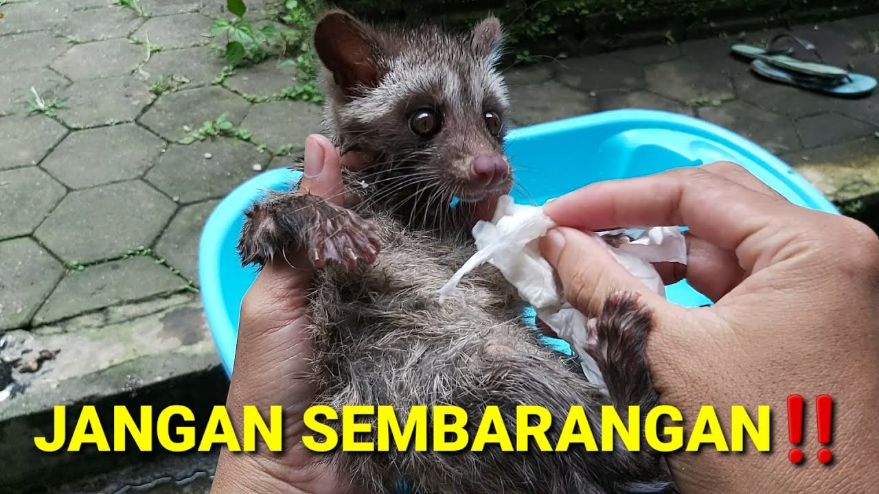 CARA BENAR MEMANDIKAN BABY MUSANG, JANGAN SAMPAI SALAH‼️