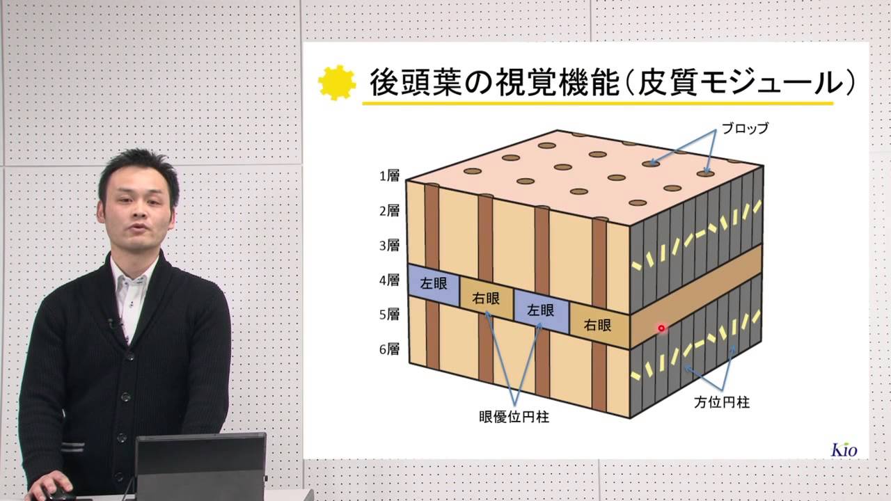 10分でわかる脳の構造と機能vol.4「後頭葉・側頭葉」‐畿央大学ニューロリハビリテーション研究センター‐