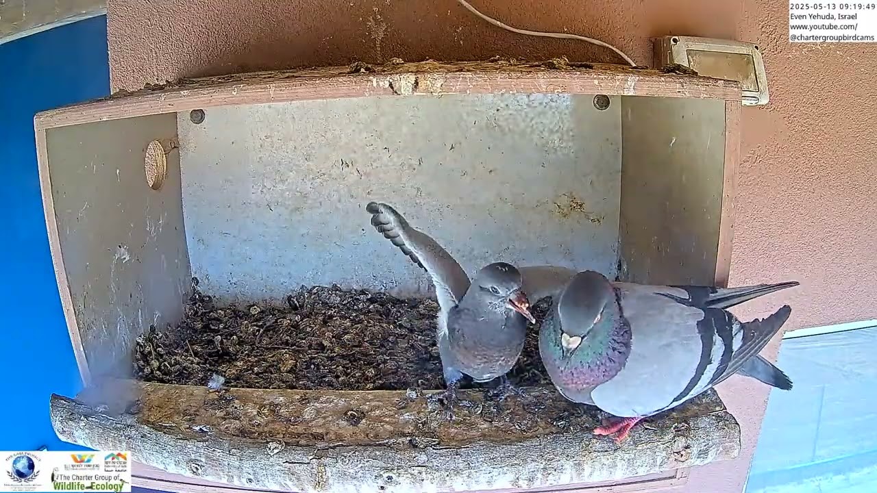 Pigeon nestling gets fed
