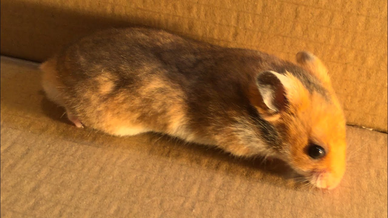 Baby Hamster Maze Race Tournament #3 | quarterfinals | Baby Hamster Race