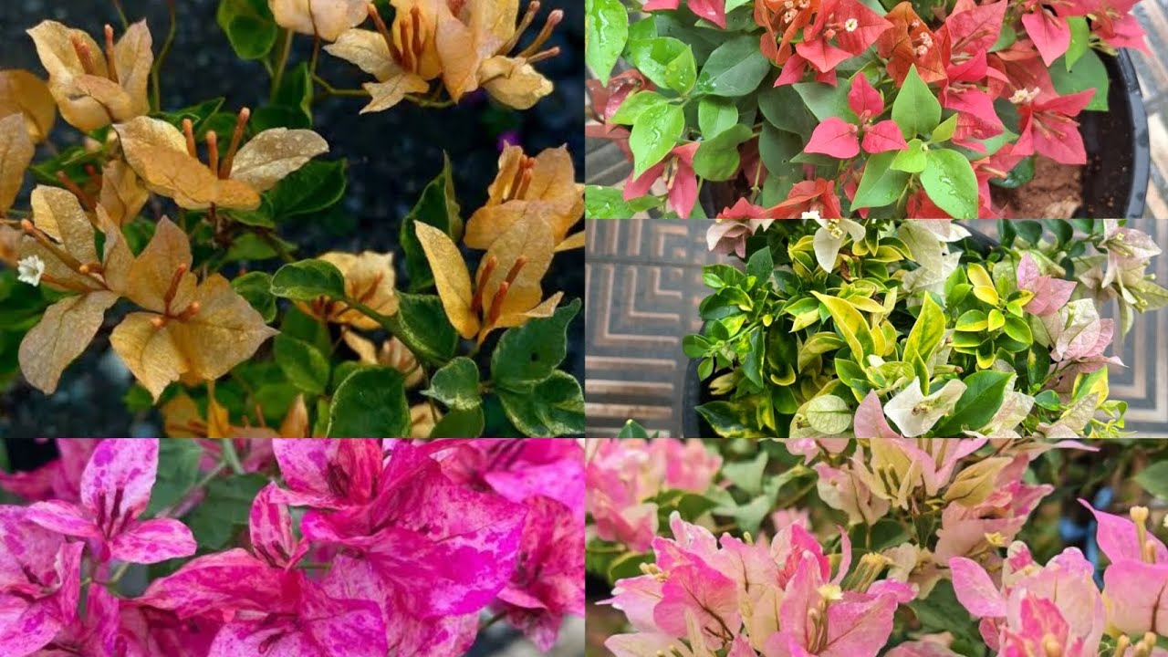Rare Bougainvillea ചെടികൾ കവർ സൈസ് വന്നിട്ട് ഉണ്ട്‌ # plants# bougainvillea