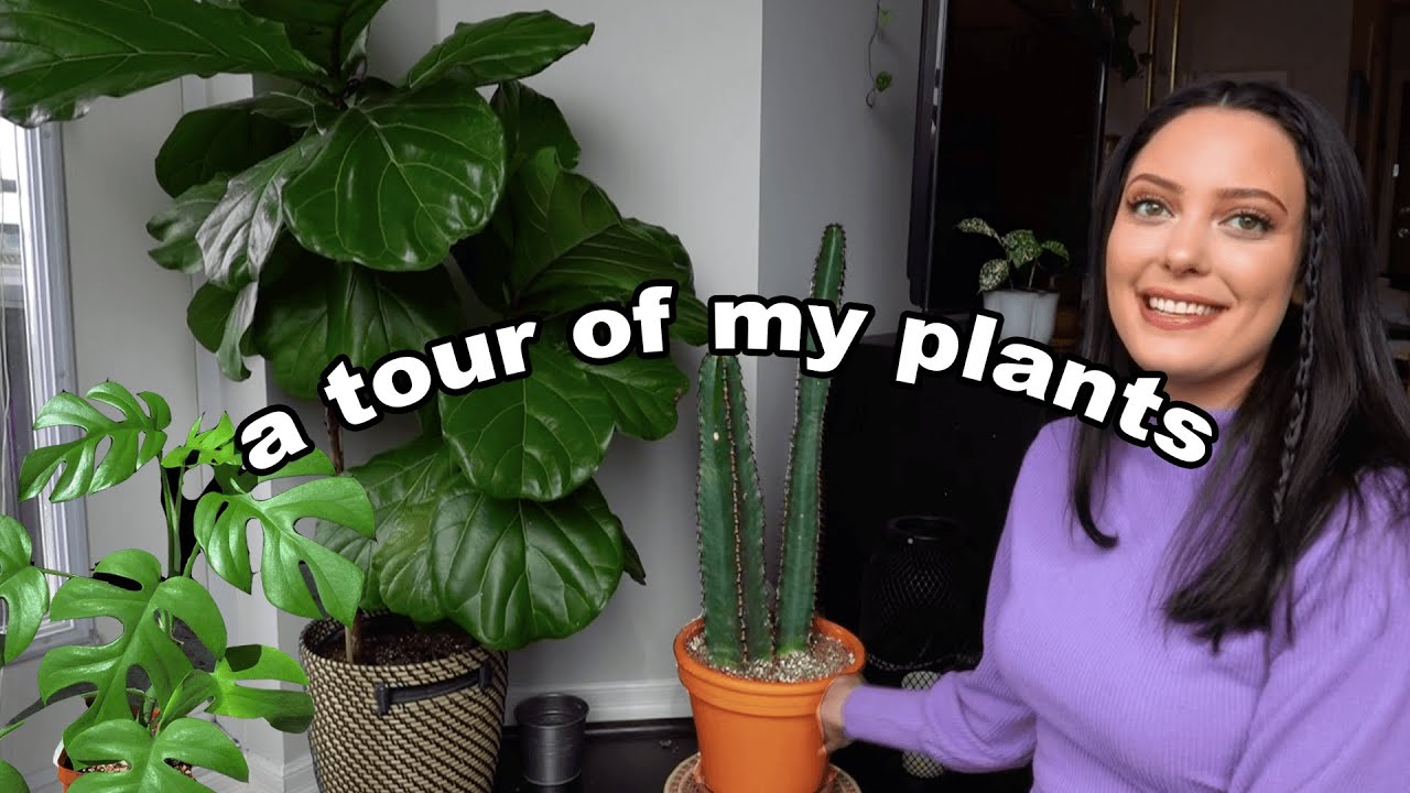 Meet My 44 Plants! *plant tour*