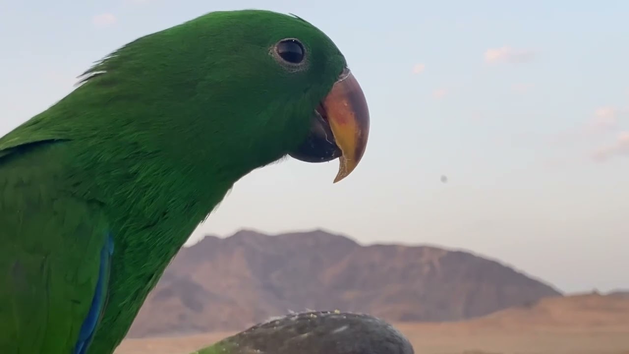 في الجولة الرابعة فقدنا اطلس !! طيران ببغاء الاكليكتوس وهجوم الجوارح علينا