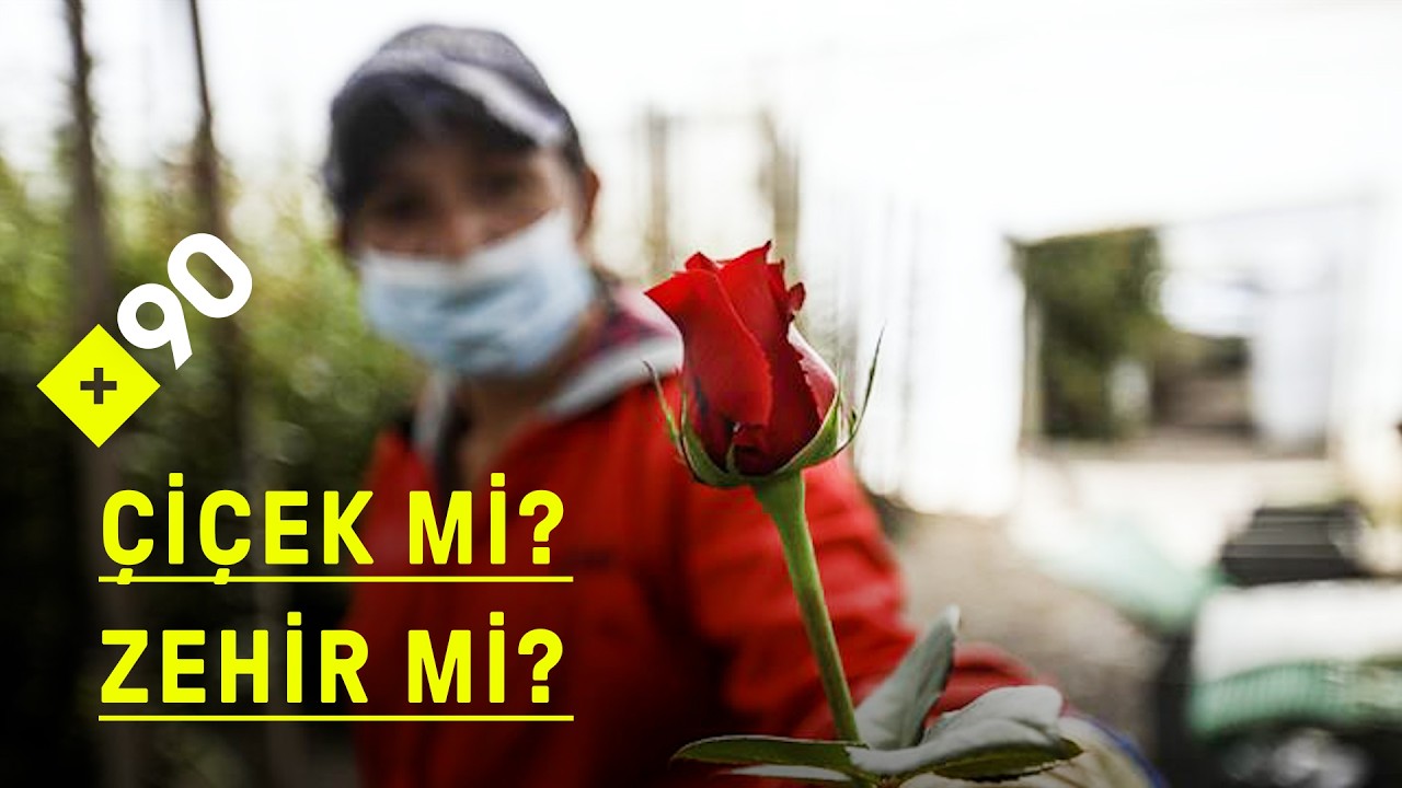 Tarım ilacı kullanılan &ccedil;i&ccedil;ekler &ouml;l&uuml;m m&uuml; sa&ccedil;ıyor? | Hollanda'da pestisit tartışması