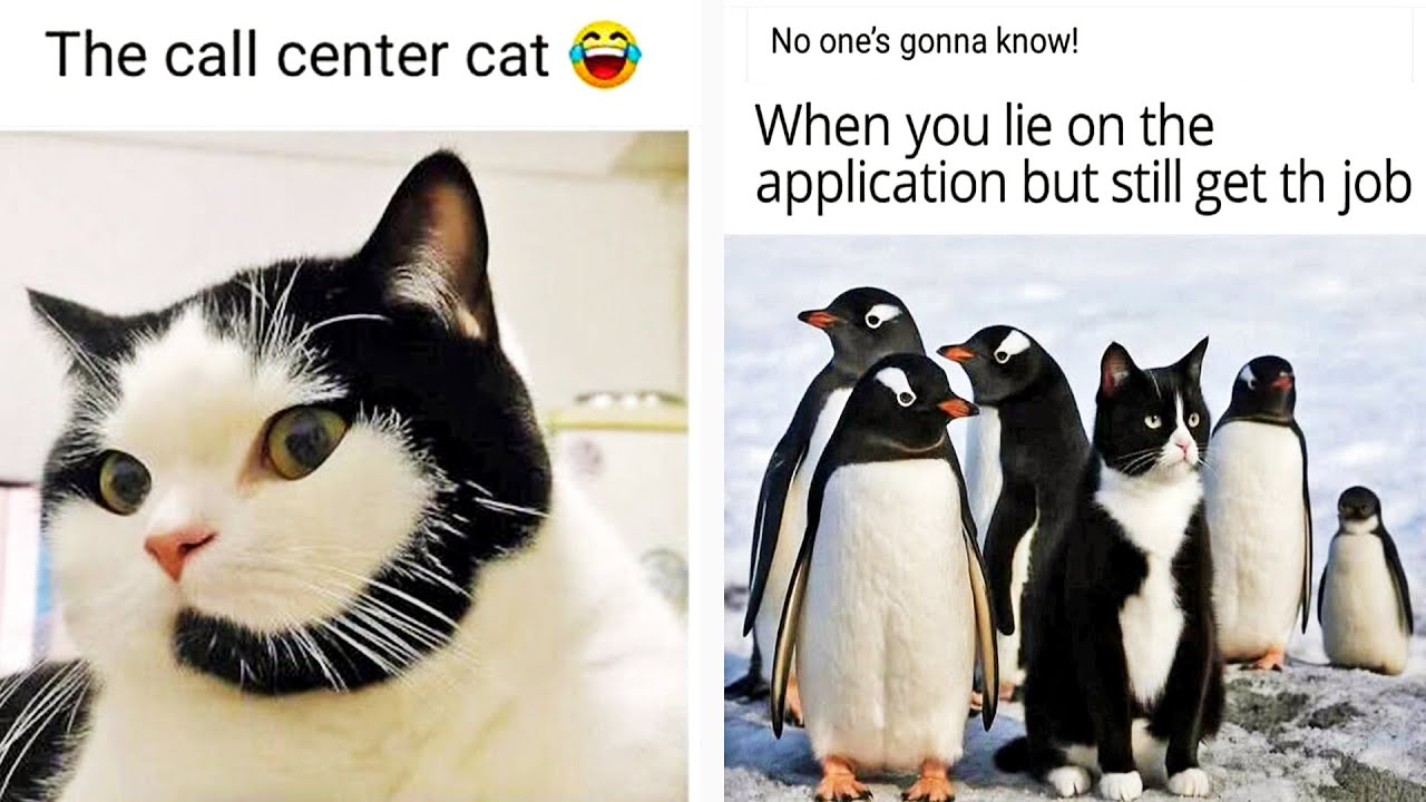 Times Cats Were So Funny They Instantly Became Memes