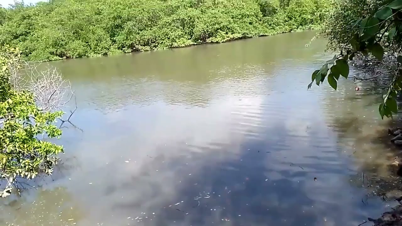 SÍTIO COM 18 HECTARES NA BEIRA DA MARÉ PRA FAZER VIVEIRO DE PEIXE GOIANA PERNAMBUCO ZAP 81984190357