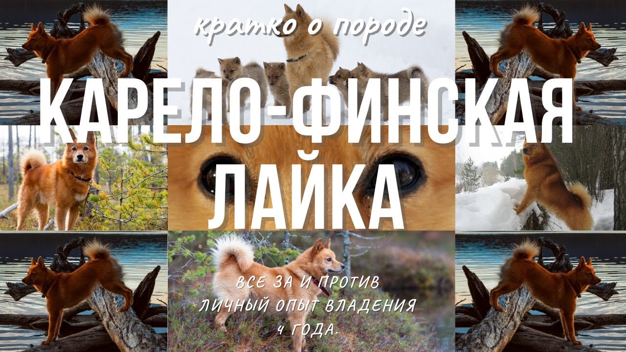 КАРЕЛО-ФИНСКАЯ ЛАЙКА. ПЛЮСЫ И МИНУСЫ.
