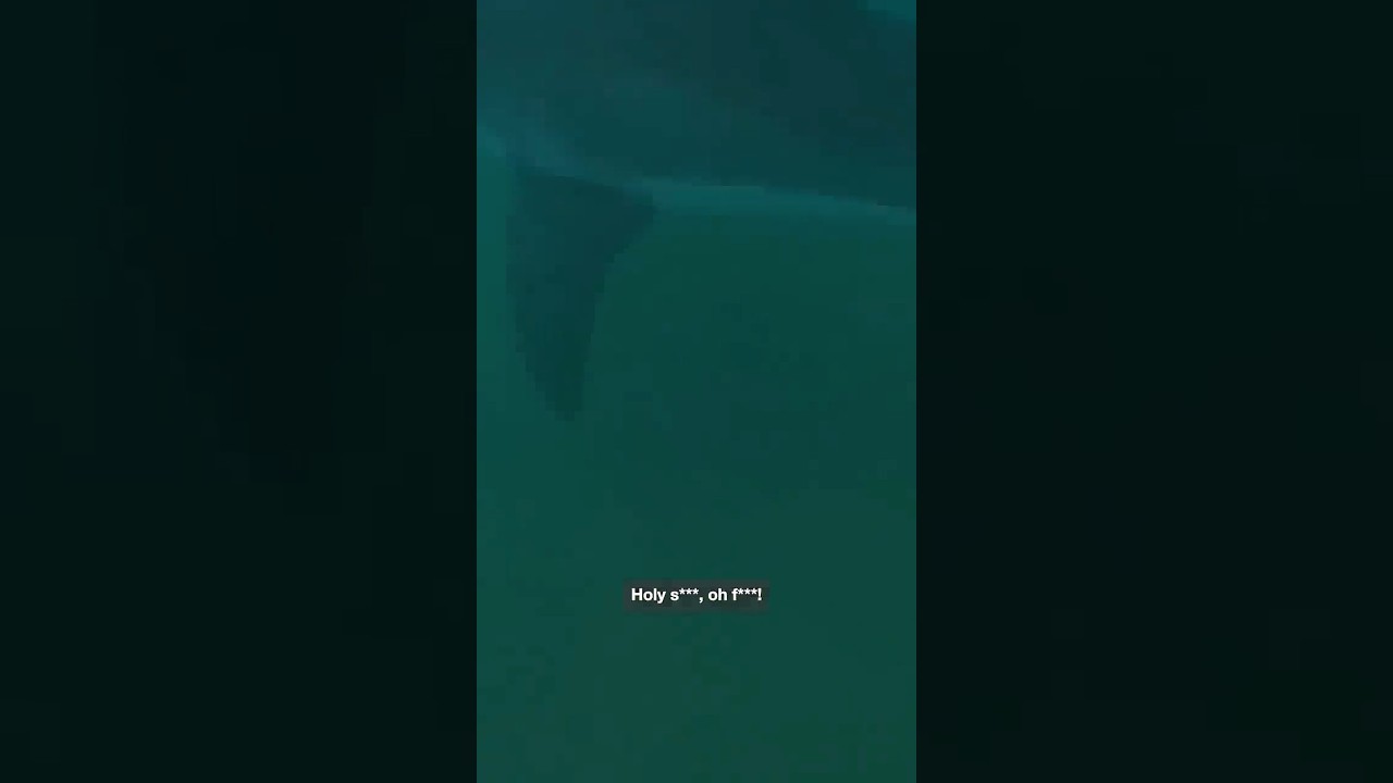 Surfers have close encounter with great white shark in NSW